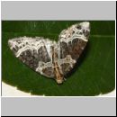 Ecliptopera silaceata - Spanner 01b.jpg